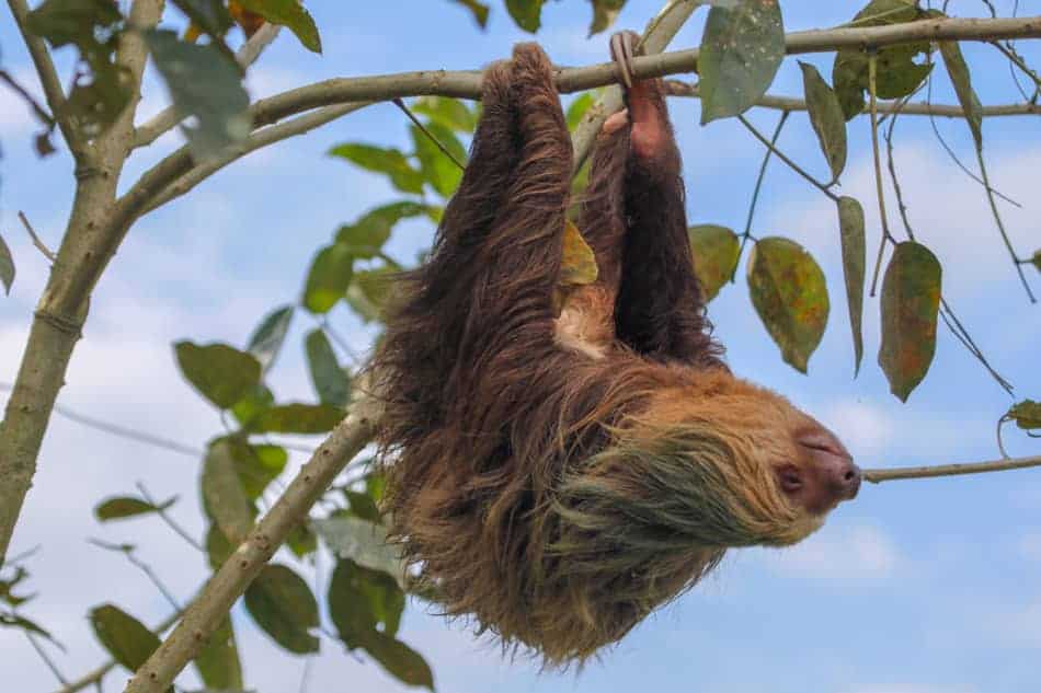 Sloth in The Cahuita National Park in Costa Rica