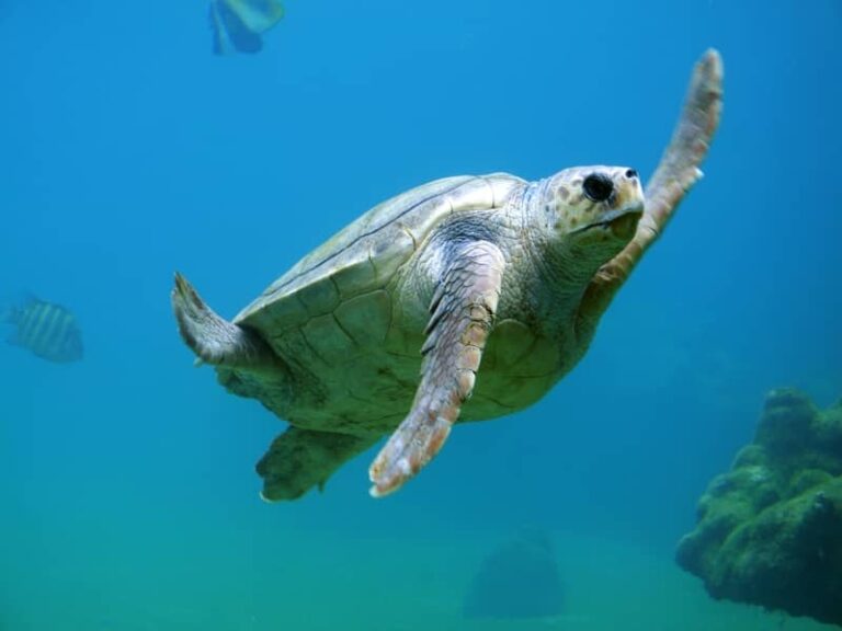 Snorkeling in Isla del Coco Costa Rica