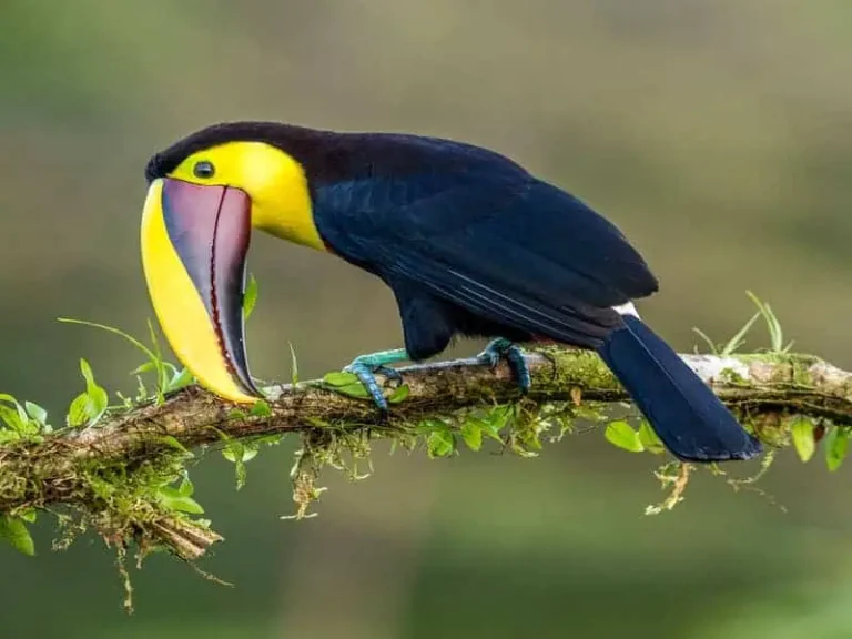 How Do You Get To Tortuguero National Park in Costa Rica