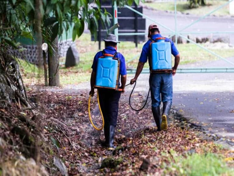 Mosquitoes in Costa Rica – Watch Out