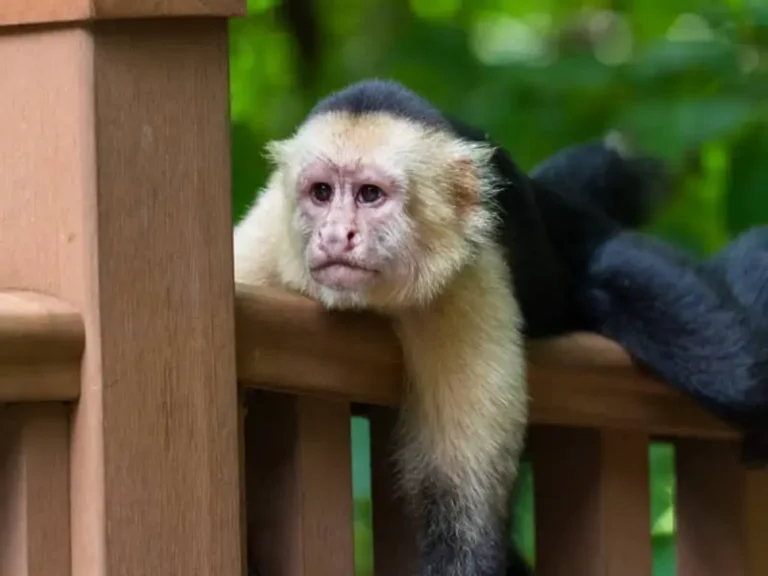 How to Visit Guanacaste National Park in Costa Rica